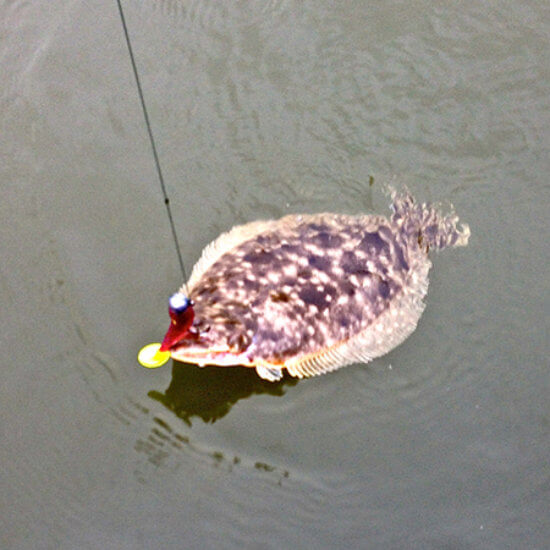 Flounder fishing in the backwaters of Louisiana
