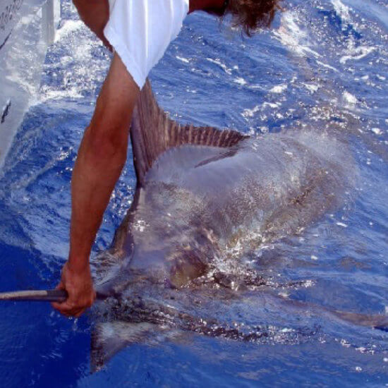 Catch blue marlin right off the coast of Venice, LA