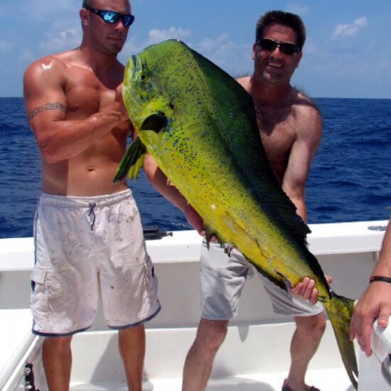 Catch the unique and elusive Mahi-Mahi in Venice, LA